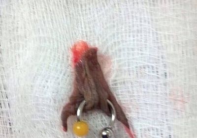 clit.jpg