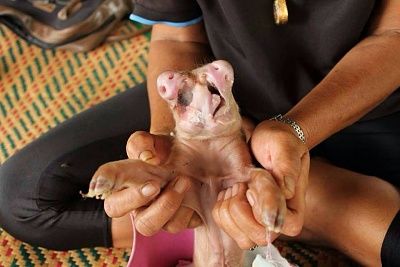 pig.jpg