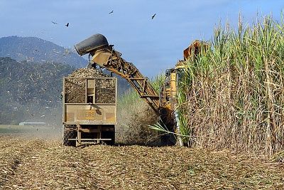 cane_harvester_example.jpg