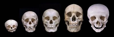 skulls.jpg