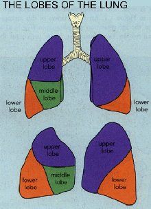 lung.jpg
