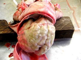 asepticmenin.jpg