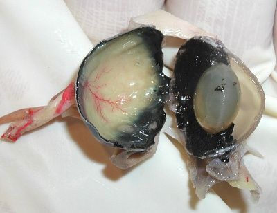 dissected-20cat-20eye.jpg