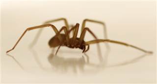 brownspider.jpg