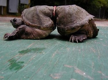 turtle.jpg