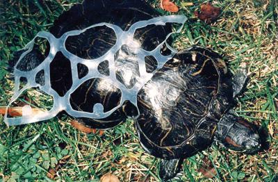 turtle2.jpg