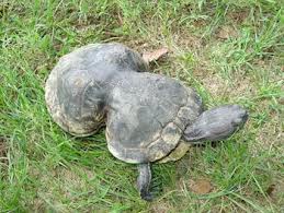 turtle3.jpg