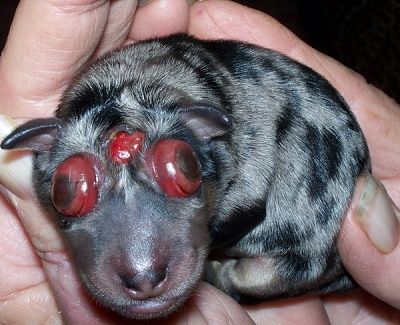 deformed-chihuahua.jpg