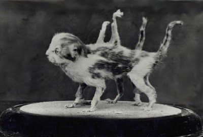 Kitten%20with%20eight%20legs%20and%20two%20tails%2C%20located%20at%20the%20Bramber%20Museum.jpg
