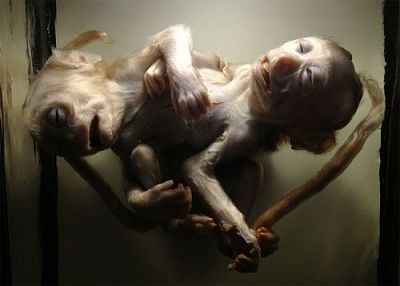 conjoined-20monkeys.jpg