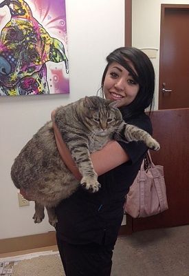 25-stone-cat-3097265.jpg