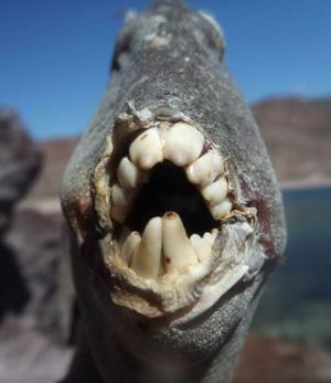 triggerfish.jpg