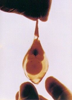 Name:  teardrop.jpg
Views: 163
Size:  16.1 KB