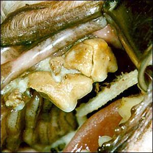Name:  gross_teeth_019.jpg
Views: 3915
Size:  29.1 KB