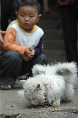cat_wings.widec.jpg