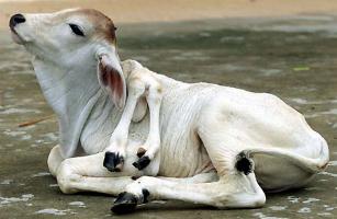 cow.jpg