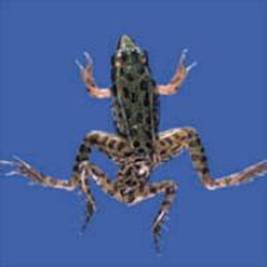 frog.jpg