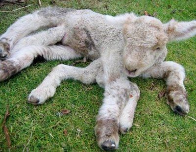 sheep.jpg
