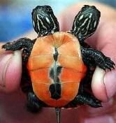 turtle.jpg