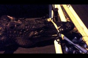 croc-ties-285x189.jpeg