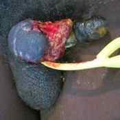 47%20%20Gangrene%20%28c%29.jpg
