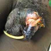 94%20%20Gangrene%20%28b%29.jpg