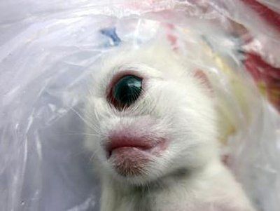 felinecyclops.jpg