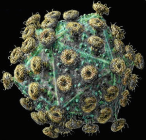 Name:  aids-hiv2.png
Views: 822
Size:  143.2 KB