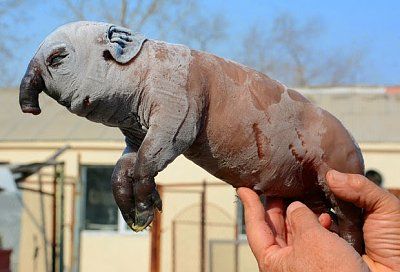 pig3.jpg