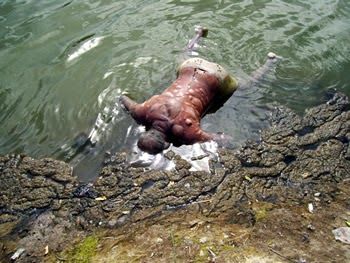 Ahogado%20en%20rio%20b.jpg