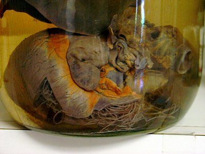 heartworm.jpg
