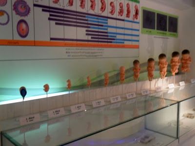 Name:  growth-of-foetus-ellis-pathological-museum-siriraj-medical-museum-bangkok-thailand.JPG
Views: 412
Size:  28.5 KB
