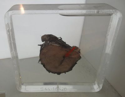 Name:  possibly-penis-ellis-pathological-museum-siriraj-medical-museum-bangkok-thailand.JPG
Views: 417
Size:  16.7 KB