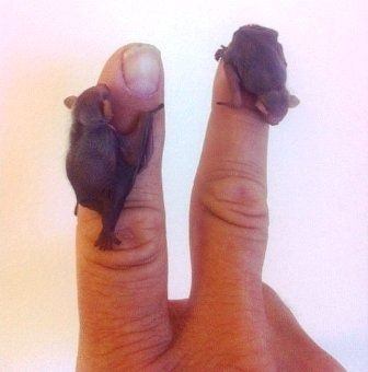 baby%20bats.jpg