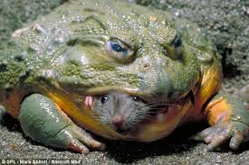 huge%20frog.jpg