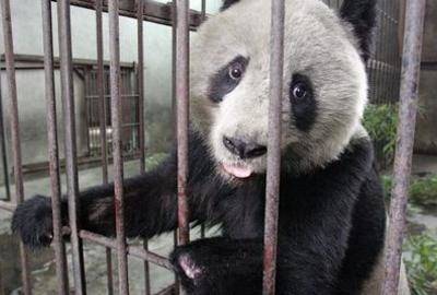 animal2.jpeg