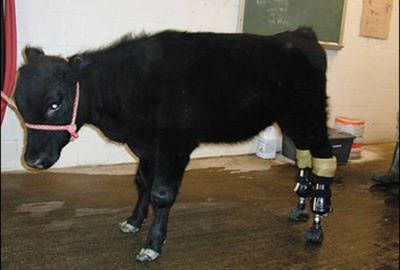 animal5.jpeg