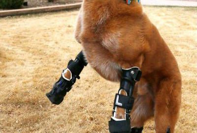 animal9.jpeg