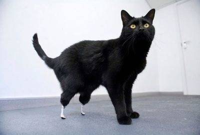 animal11.jpeg