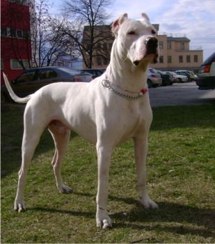 dogoargentino_ignatova.JPG
