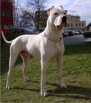 dogoargentino_ignatova.jpg