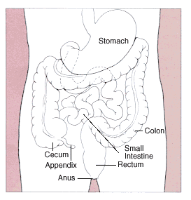 Stomach_colon_rectum_diagram.gif