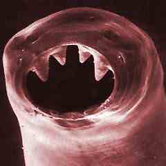 hookworm.jpg