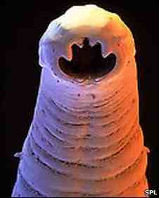 _46421280_worm.jpg