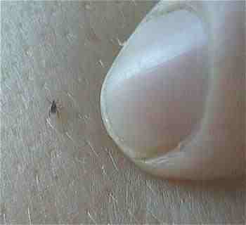 lyme_tick_2-nymphal-tick.jpg