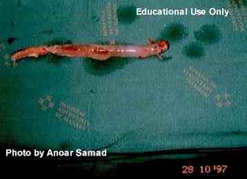 candiru-image.jpg
