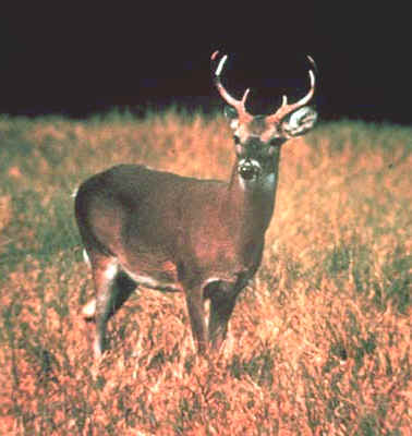 deer.jpg