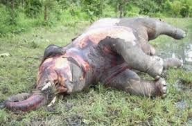 anthrax%20elephant.jpg