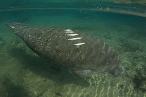 manatee%20-%20Copy.jpg
