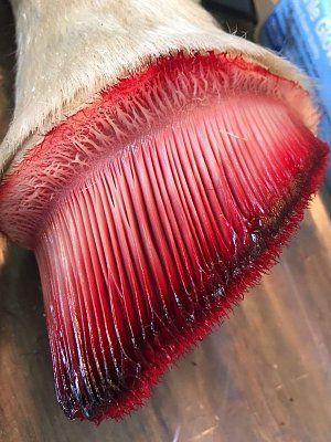 hoof.jpg